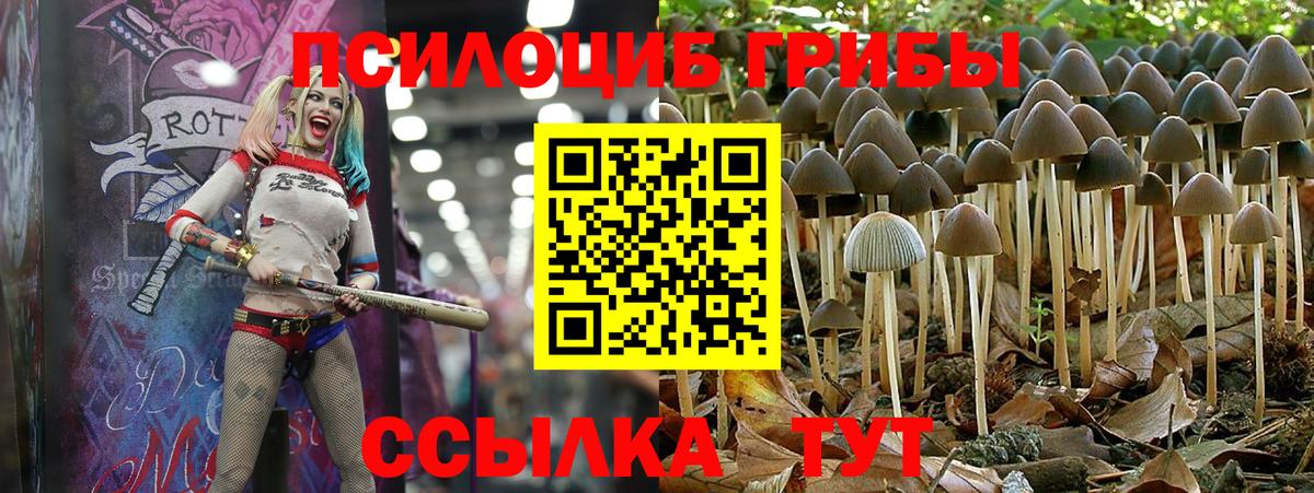 Волгодонск  Галлюциногенные грибы Psilocybe  Вход с VPN 